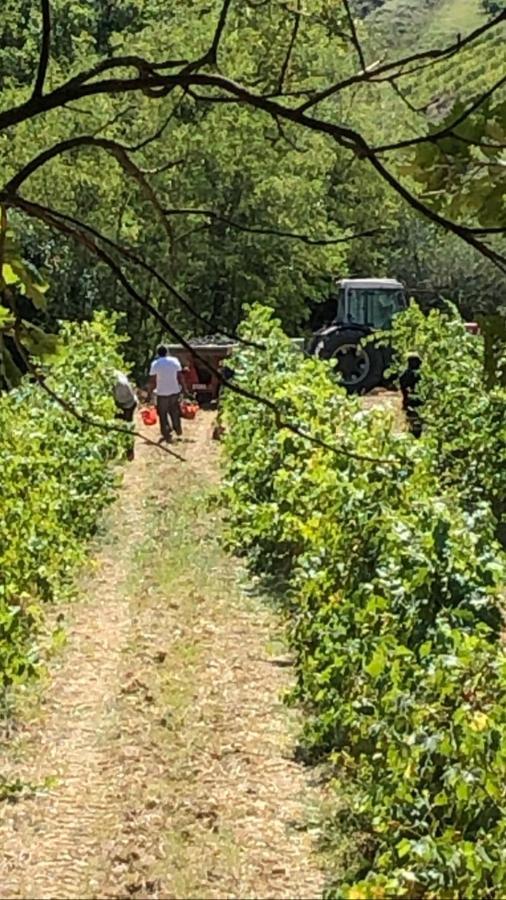 Podere Ghiole Montespertoli Ngoại thất bức ảnh